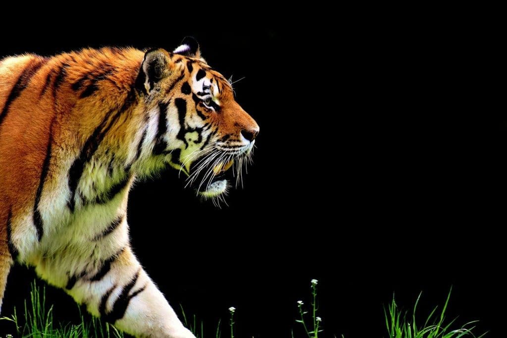 Un tigre majestueux 