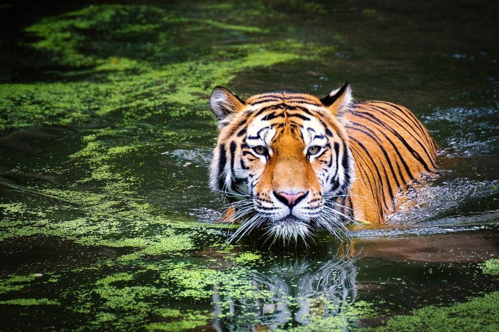 Le caractere du Tigre